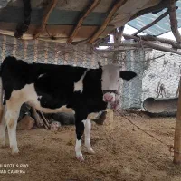 گوساله ماده سیمینتال و هلشتاین|حیوانات مزرعه|کوهدشت, |دیوار