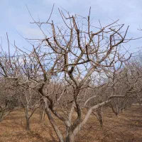 حرس انواع درخت به صورت حرفه ای|خدمات باغبانی و درختکاری|نهاوند, |دیوار