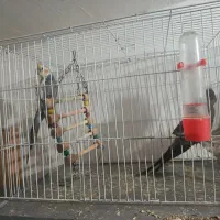 پرنده های زینتی|پرنده|شفت, |دیوار