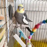 ۵ تا عروس هلندی خاکستری نر و زرد ماده|پرنده|اندیشه, اندیشه فاز ۱|دیوار