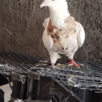 طوقی ماده