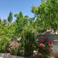 باغبانی در دماوند ابسرد