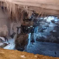 کبوتر پلاکی|پرنده|حمیدیه, |دیوار