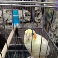 طوطی عروس هلندی لوتینو با قفس|پرنده|محمدیه-قزوین, |دیوار