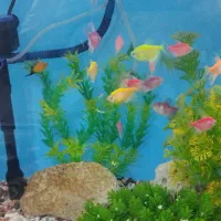 اکواریوم شیشه خم 60سانتی|ماهی|مشگین شهر, |دیوار