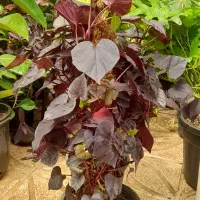 گل آپارتمانی کند.می پر برکت وتصفیه هوا|گل و گیاه طبیعی|تبریز, |دیوار