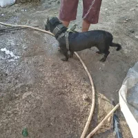 سگ پا کوتاه|سگ|جیرفت, |دیوار