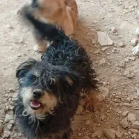 کبوتر
