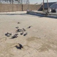 کفتر خوب پرشی ب ضمانت|پرنده|سلفچگان, |دیوار