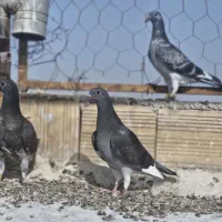 کفتر بوم