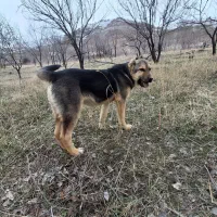 سگ پژدر
