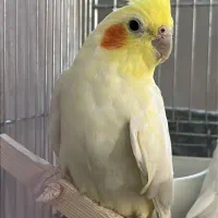 عروس هلندی مولد|پرنده|کرمان, |دیوار