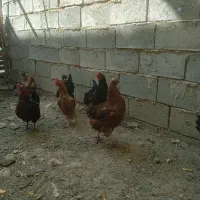 مرغوپرندگان|حیوانات مزرعه|شاهین دژ, |دیوار