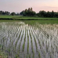 فروش زمین مسکونی با ویلای کلنگی|فروش زمین و ملک کلنگی|سنگر, |دیوار