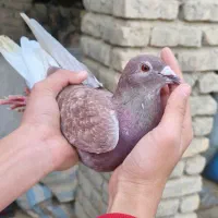 کبوتر مسافتی سرخ