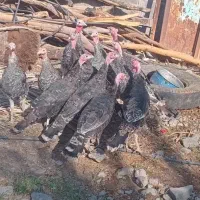 فروشه بوقلمون