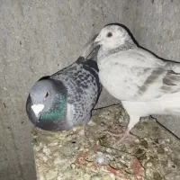 جفت کفتر آلمانی زات دار  پلاکی