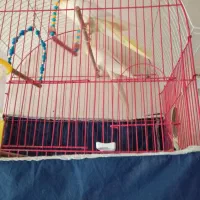 عروس هلندی|پرنده|نقده, |دیوار