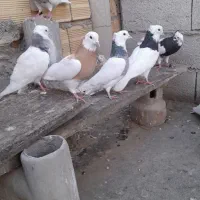 فروش کبوتر