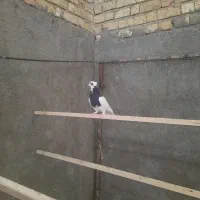 کبوتر طوق سیاه.زرد ماده