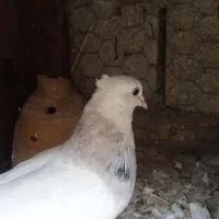 طوقی|پرنده|آبپخش, |دیوار