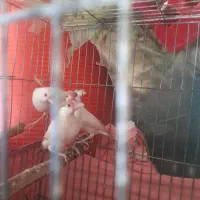 فنچ|پرنده|شیراز, گویم|دیوار