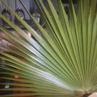 فروش نهال های پالم در چندین سایزو اندازه. فوری