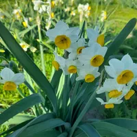 پیاز گل نرگس شهلا|گل و گیاه طبیعی|خفر, |دیوار