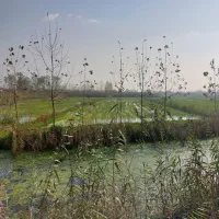 فروش زمینکشاورزی|اجارهٔ دفتر صنعتی، کشاورزی، تجاری|بندر انزلی, تربه گوده|دیوار