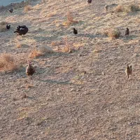 فروش مرغ و بوقلمون محلی