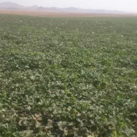 ۴۰نفر کارگر هستیم دنبال کارهستیم گوجه میوه لوبیا|خدمات باغبانی و درختکاری|تاکستان, |دیوار