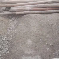 چوب سپیدار ۴متری