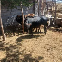 جلب سیاه برای فروش قربانی است.