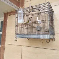 سهره مست. جفت خور