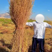 جاروی شهرداری(فراشی)|لوازم نظافت|تهران, ایران|دیوار