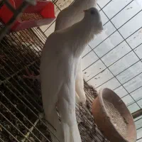 کبوتر سفید کاکل کشیده نوک جم