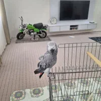 طوطی کاسکو رام سخنگو|پرنده|ابهر, |دیوار