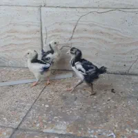 جوجه‌گلین اصیل