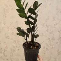 فروش انواع گل آپارتمانی(خانگی) قیمت مناسب|گل و گیاه طبیعی|اصفهان, خرم|دیوار