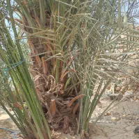 دیمیت گنتار محخلی