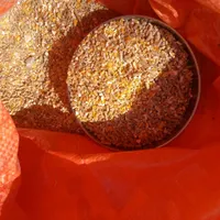 مرغ بومی تخمگذار و جوان|حیوانات مزرعه|نجف‌آباد, صالح آباد|دیوار
