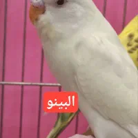 مرغ عشق