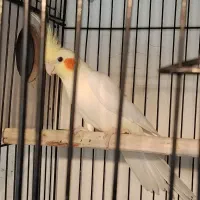 جفت لوتینو مولد جوجه بزرگ کن