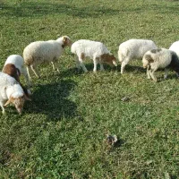 ۸ راس بره علفخوار نر