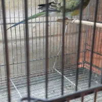 اوازه خان رزیلا