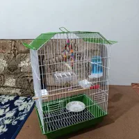 عروس هلندی|پرنده|شیراز, کوشک میدان|دیوار