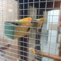 دو جفت مرغ عشق و یه جفت فنج پرستار|پرنده|شهرکرد, |دیوار