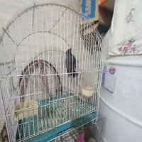 نر مرغ|پرنده|رشت, سلیمانداراب|دیوار