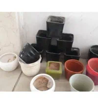 گل و گلدان|گل و گیاه طبیعی|تهران, شهرک فردوس (حسینی)|دیوار