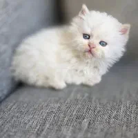 گربه پرشین سفید کاراملی گارفیلدی|گربه|تهران, امجدیه (خاقانی)|دیوار